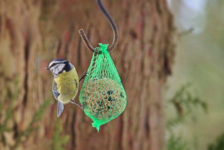 boule de graisse oiseau