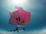 raie manta rose