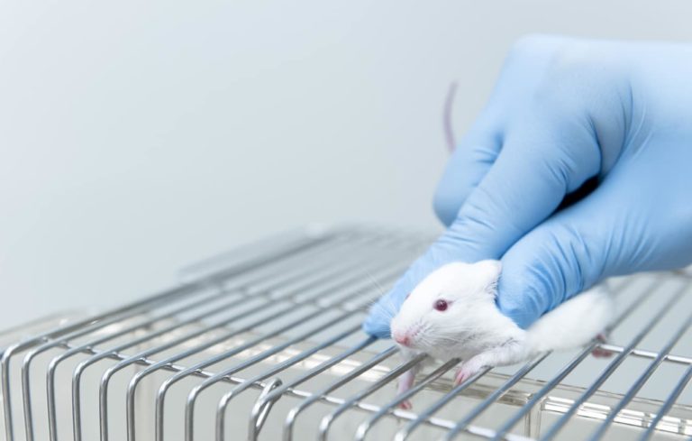 souris laboratoire