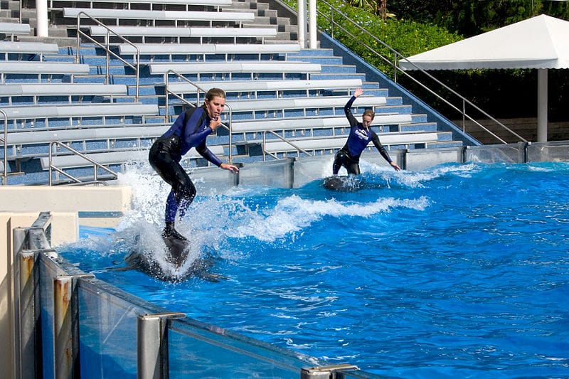 surf dauphin parc SeaWorld