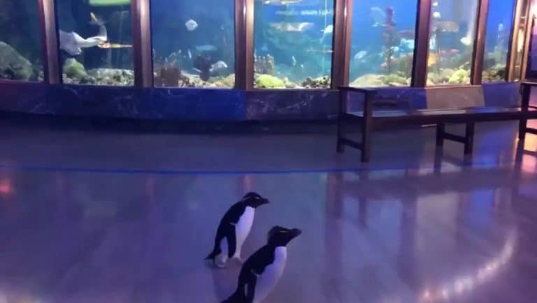 pingouins