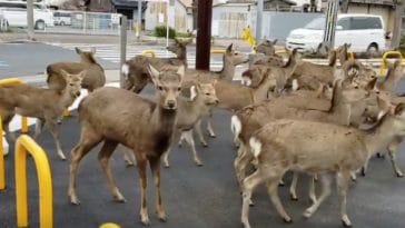 cerfs sika nara