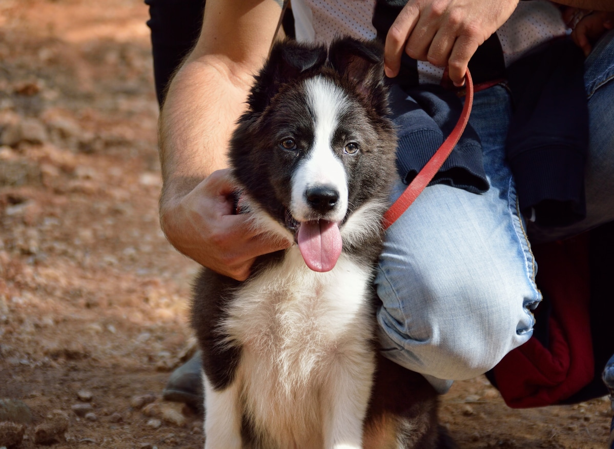 chien border collie maître