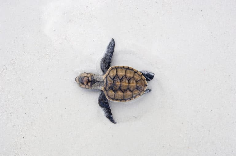 bébé tortue de mer éclosion plage