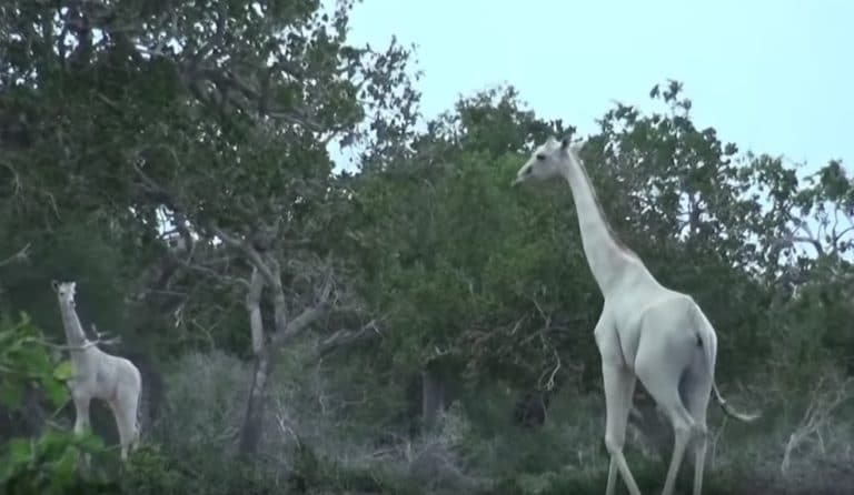 girafe blanche