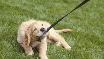 chien laisse