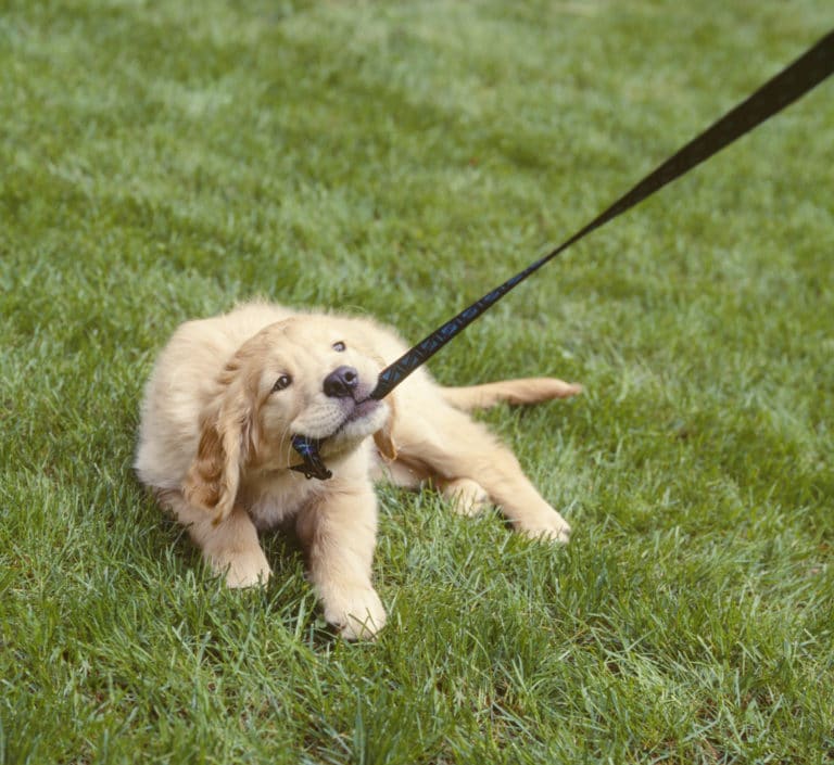 chien laisse