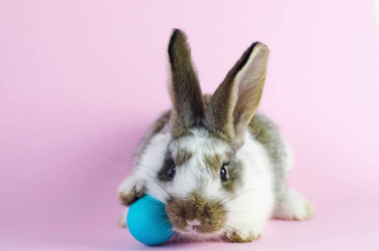 lapin