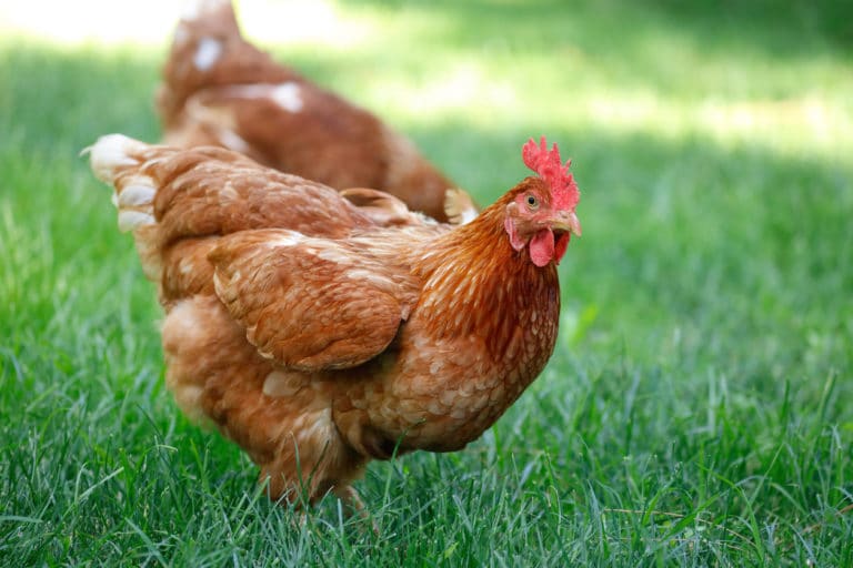 poules