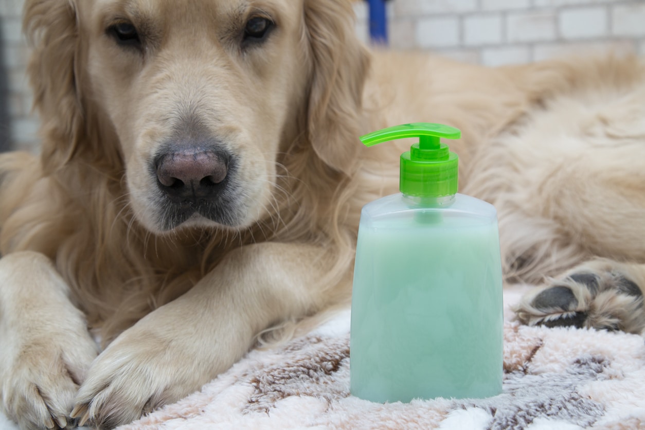 animaux désinfectés