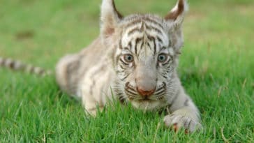 bébé tigre blanc