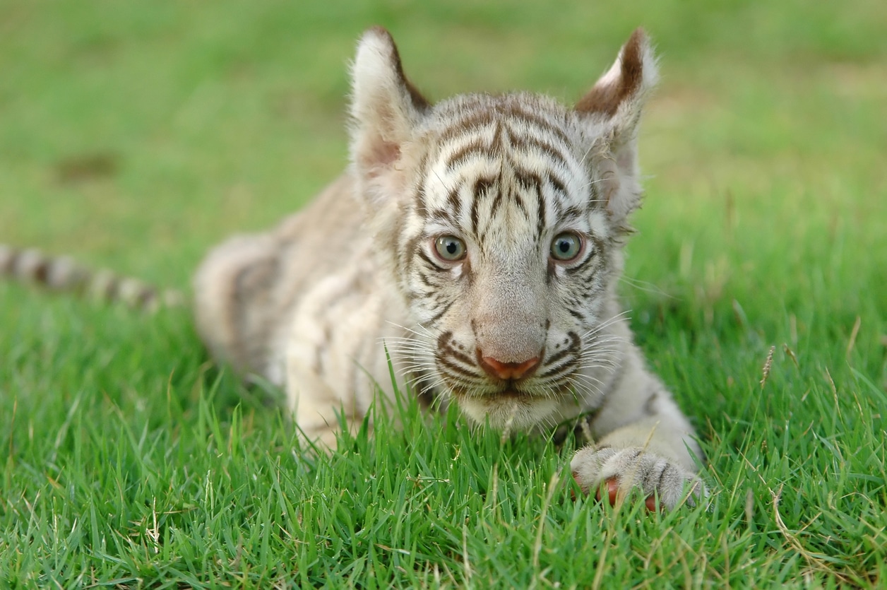 bébé tigre blanc