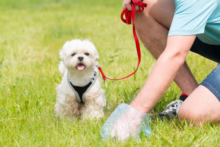 crottes de chien
