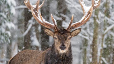 cerf