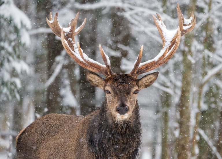 cerf