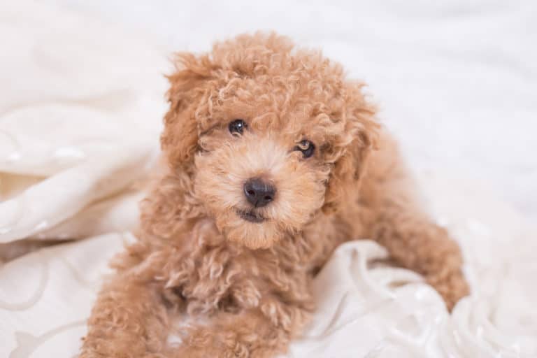 chien caniche