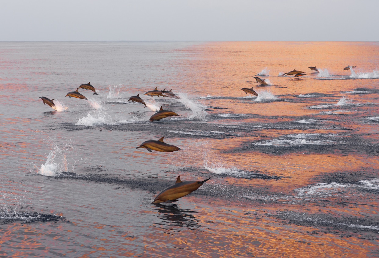 dauphins océan indien