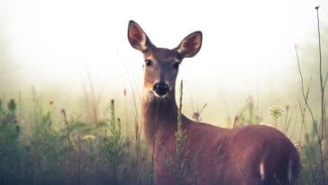 biche