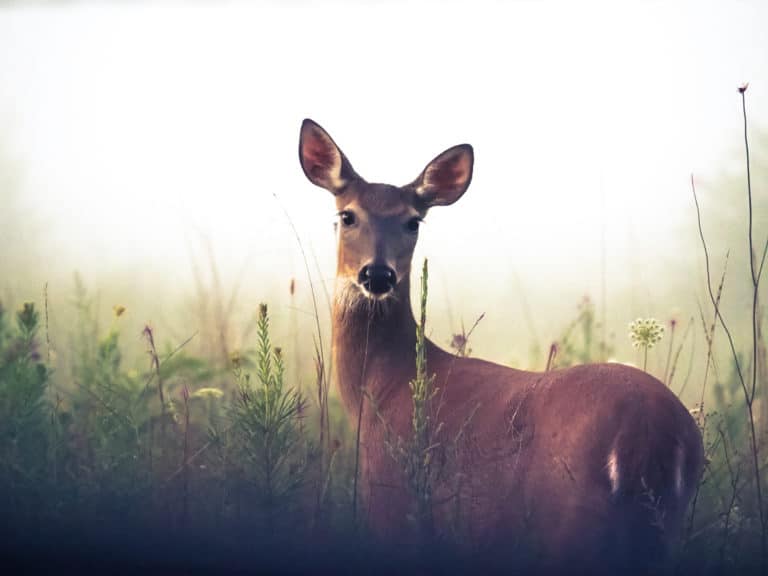 biche