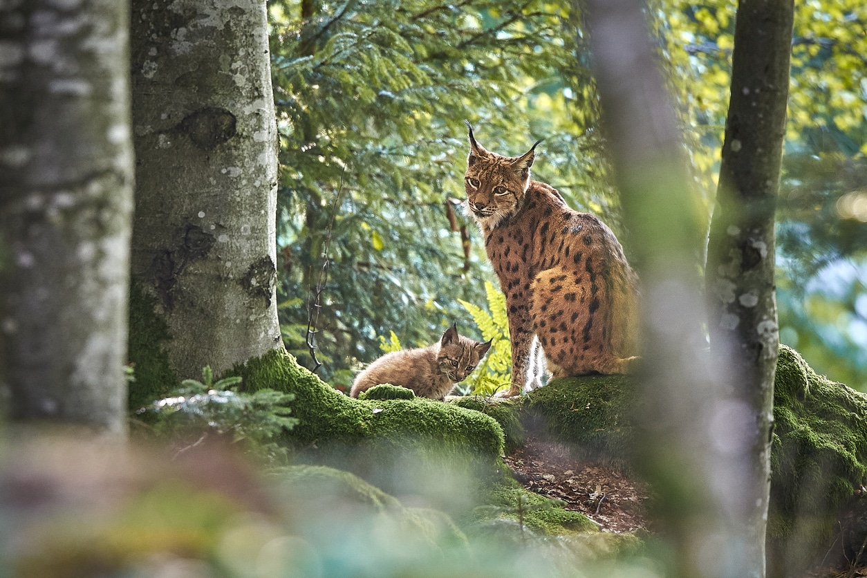 lynx Europe Bavière bébé