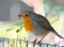 rouge gorge oiseau