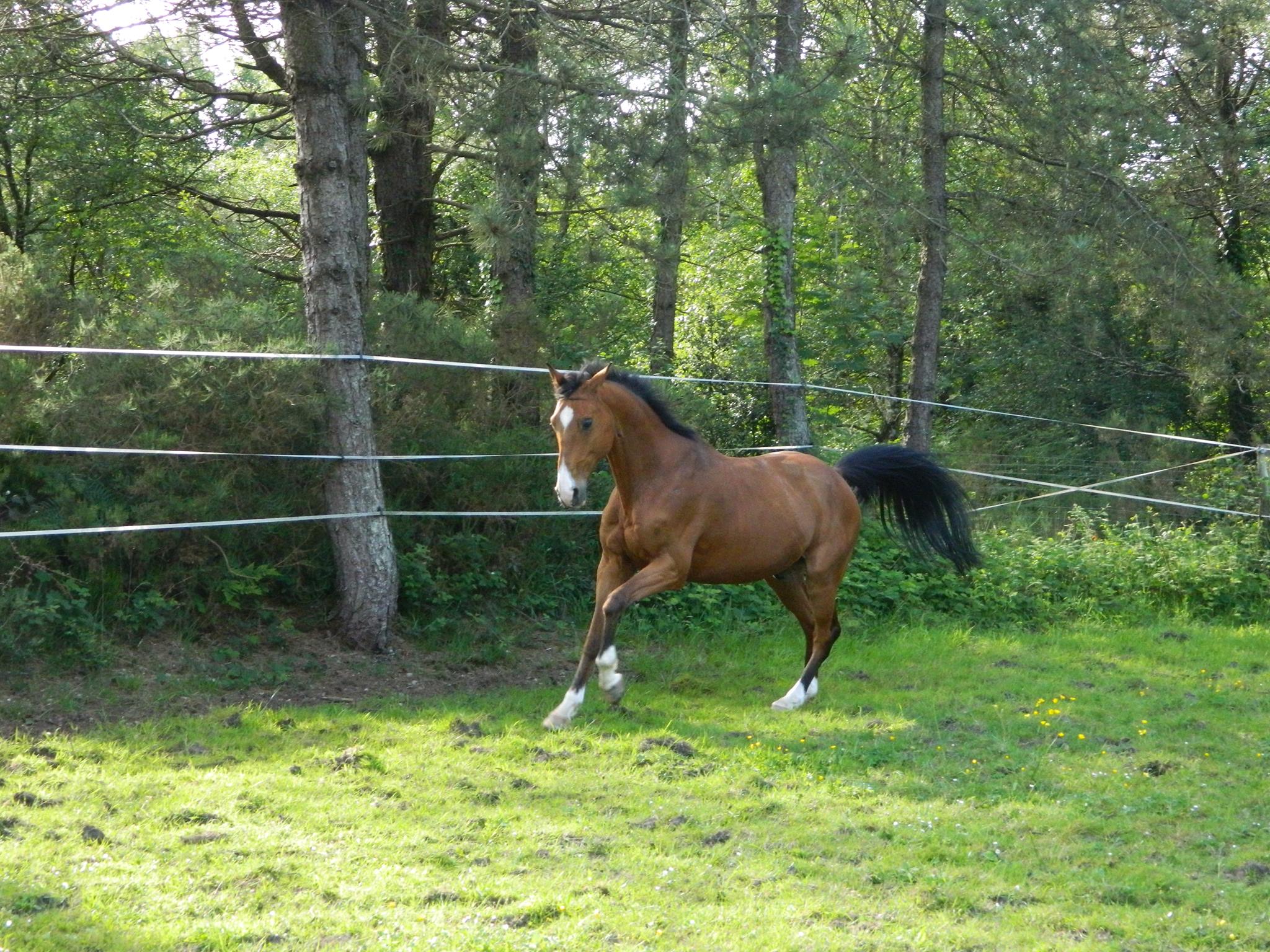 Cheval