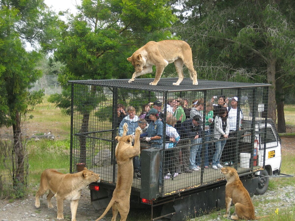 Orana Wildlife Park lions zoo parc