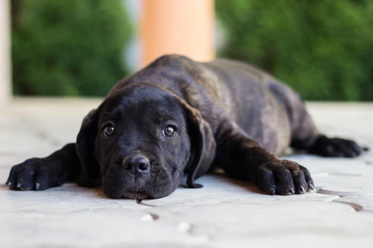 chiot seul anxiété séparation triste