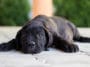 chiot seul anxiété séparation triste