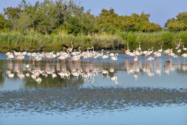 flamants roses France Provence