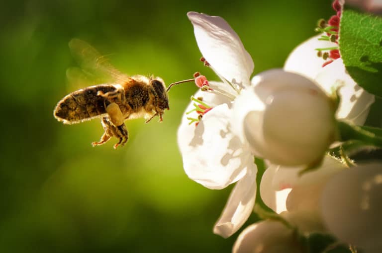 abeille