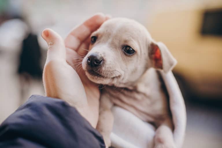 chiot