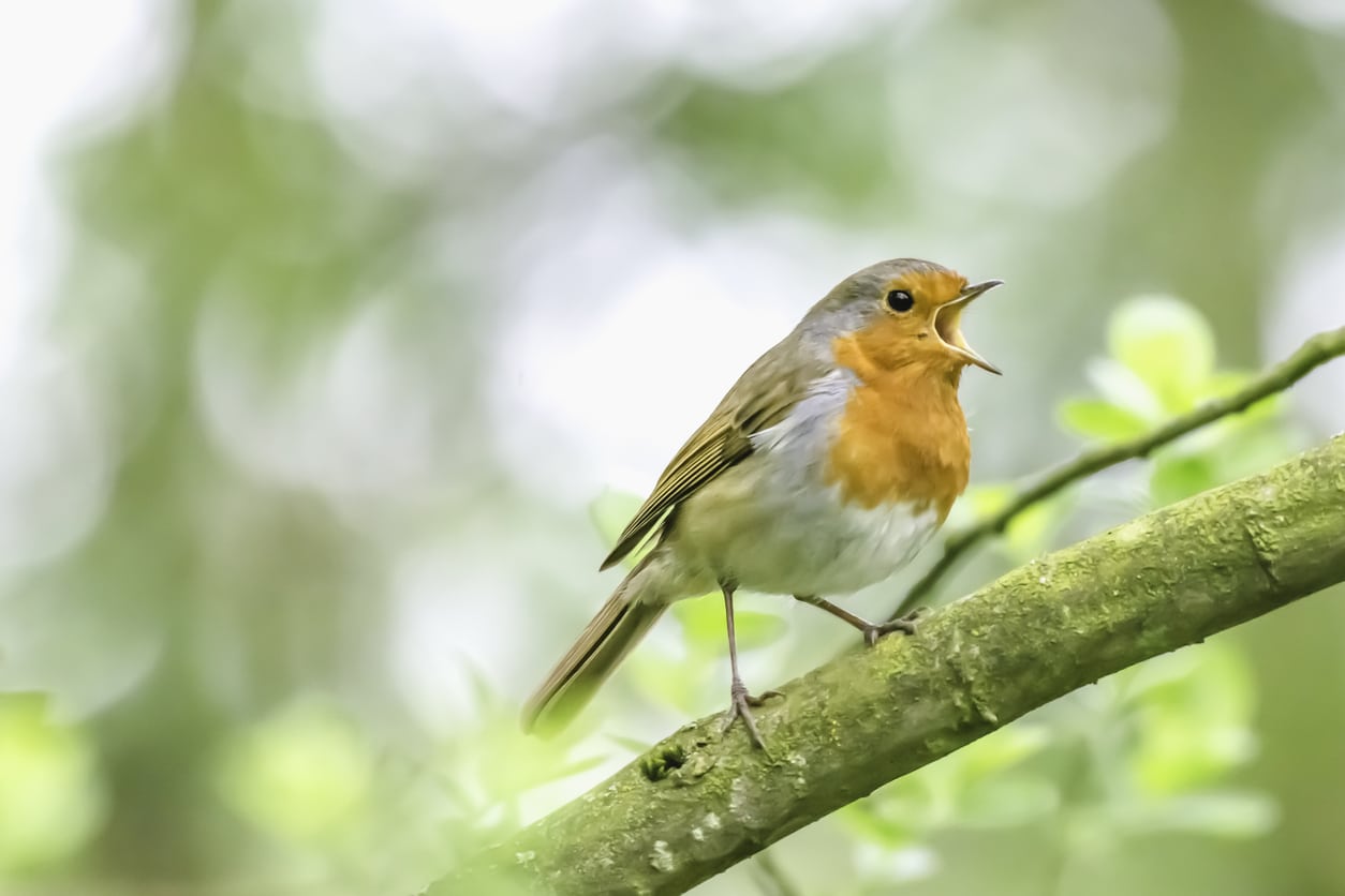 oiseau rouge gorge chante