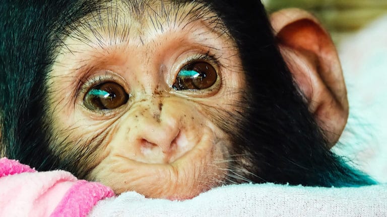 chimpanzé