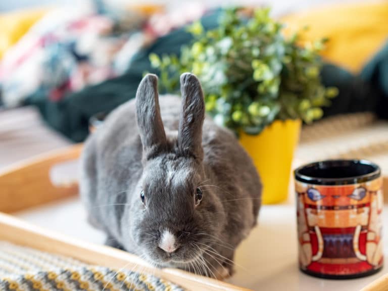 Lapin