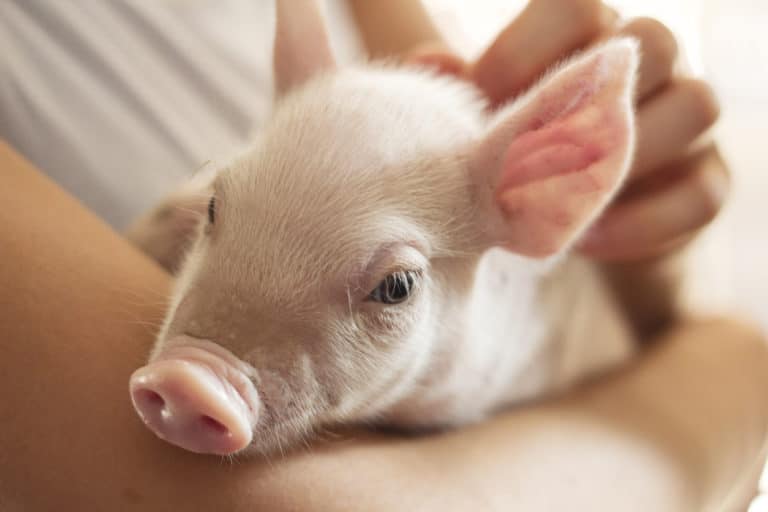cochon