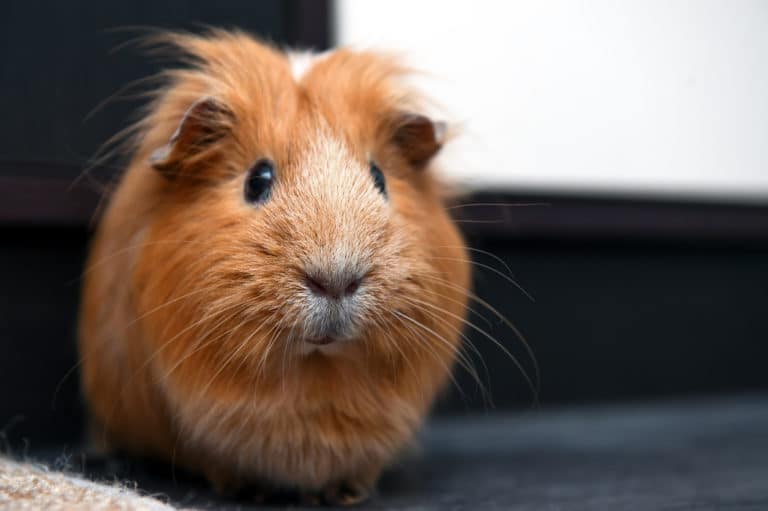 cochon d'inde