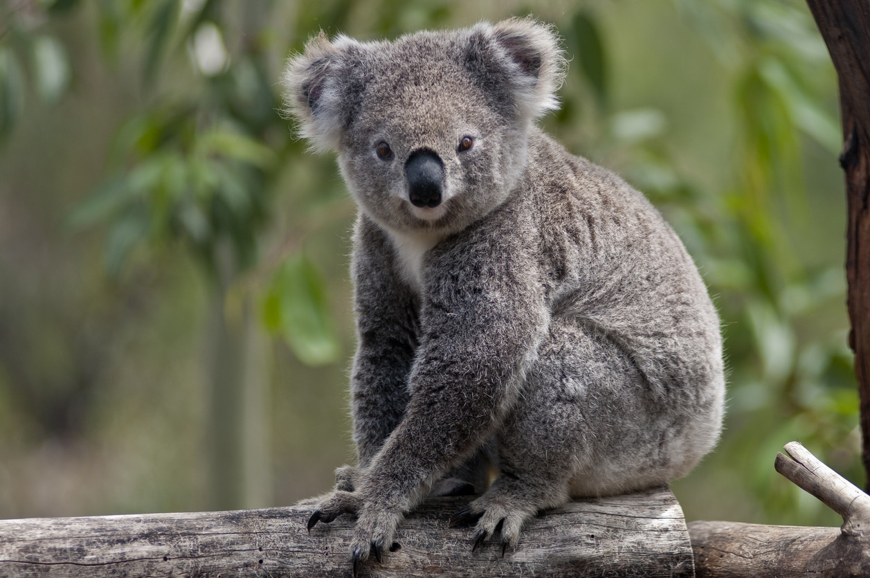 koala