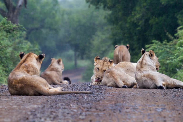 lions route