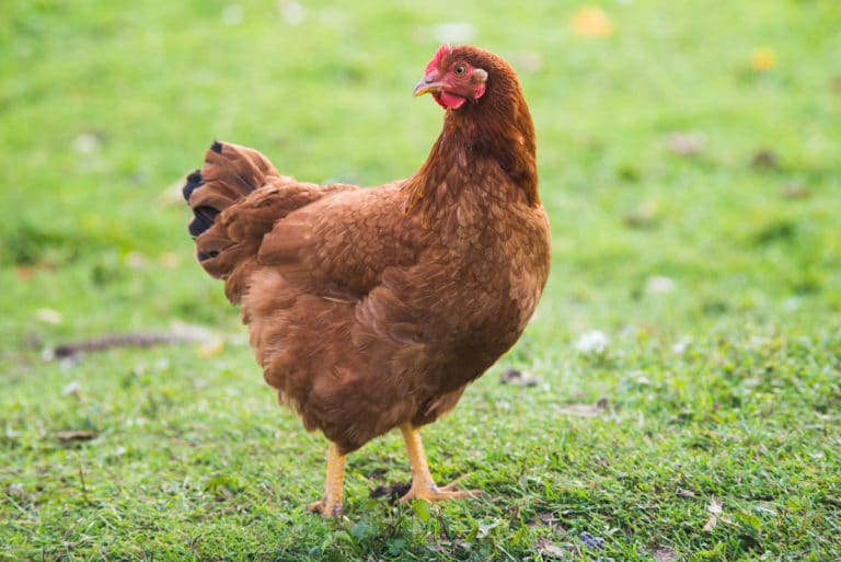 poule