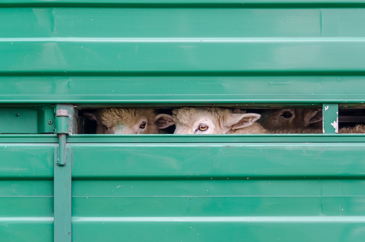 transport d'animaux