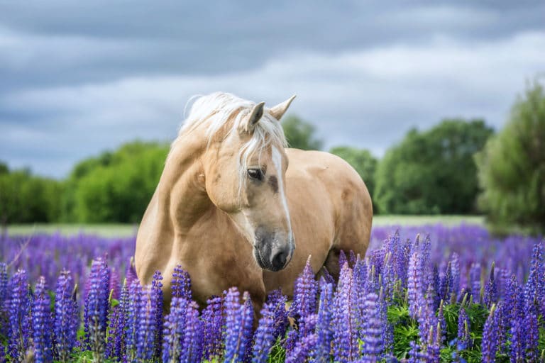 cheval