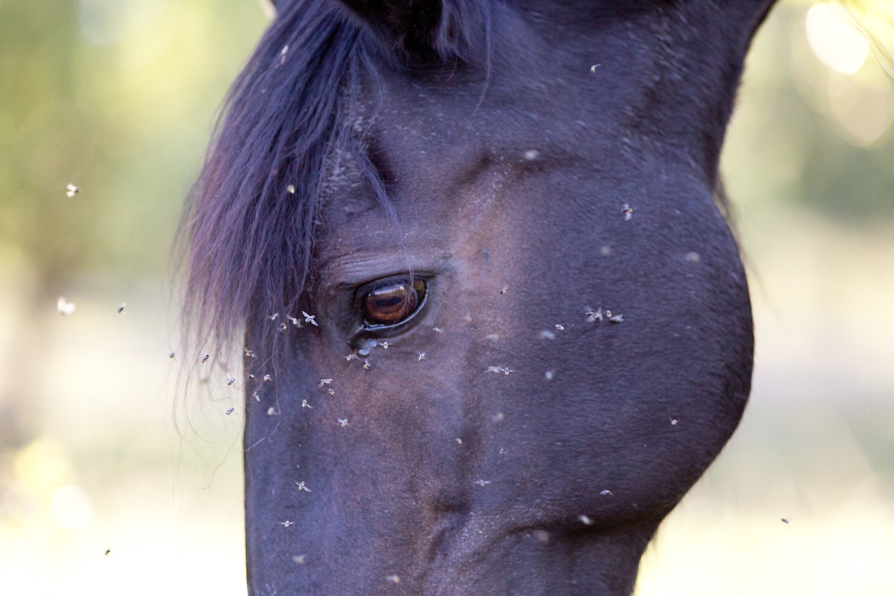 cheval insectes
