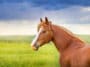 cheval