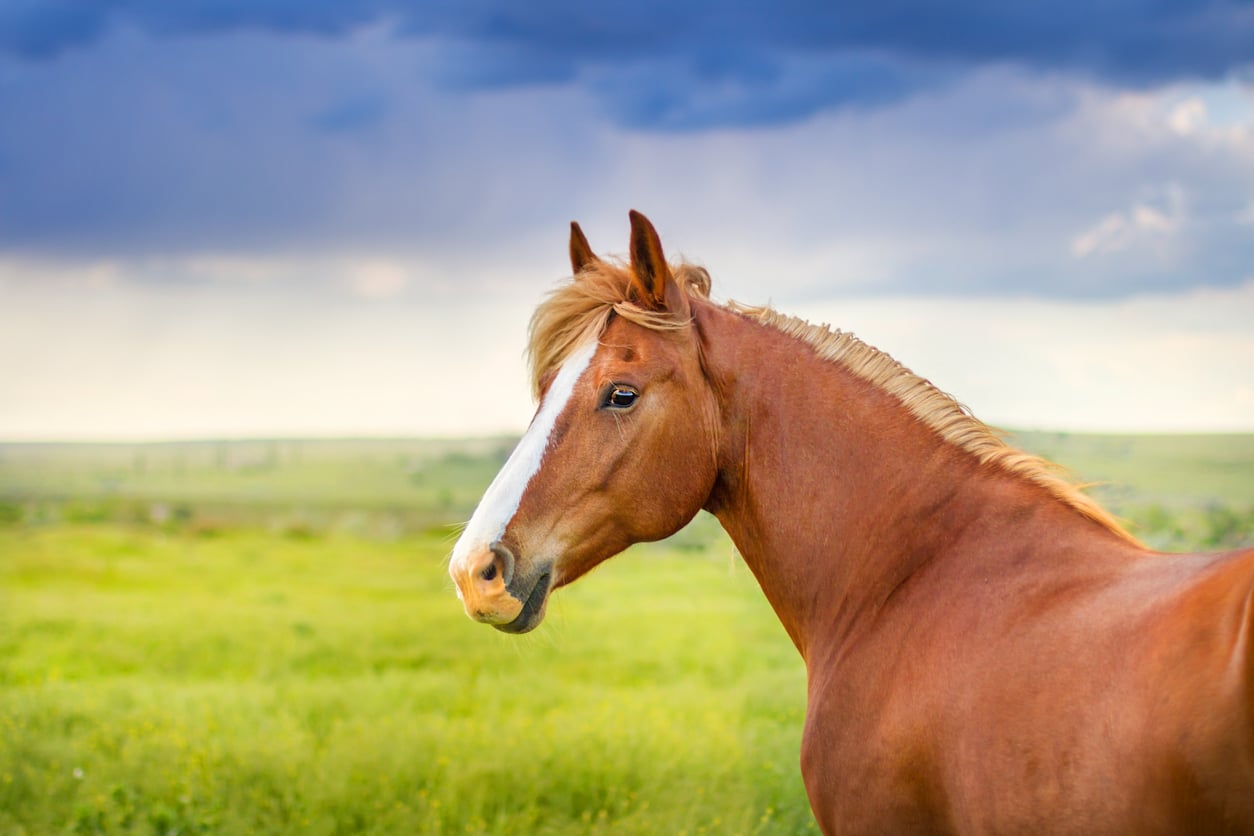 cheval