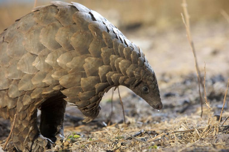 pangolin