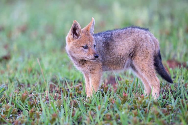 renardeau bébé renard