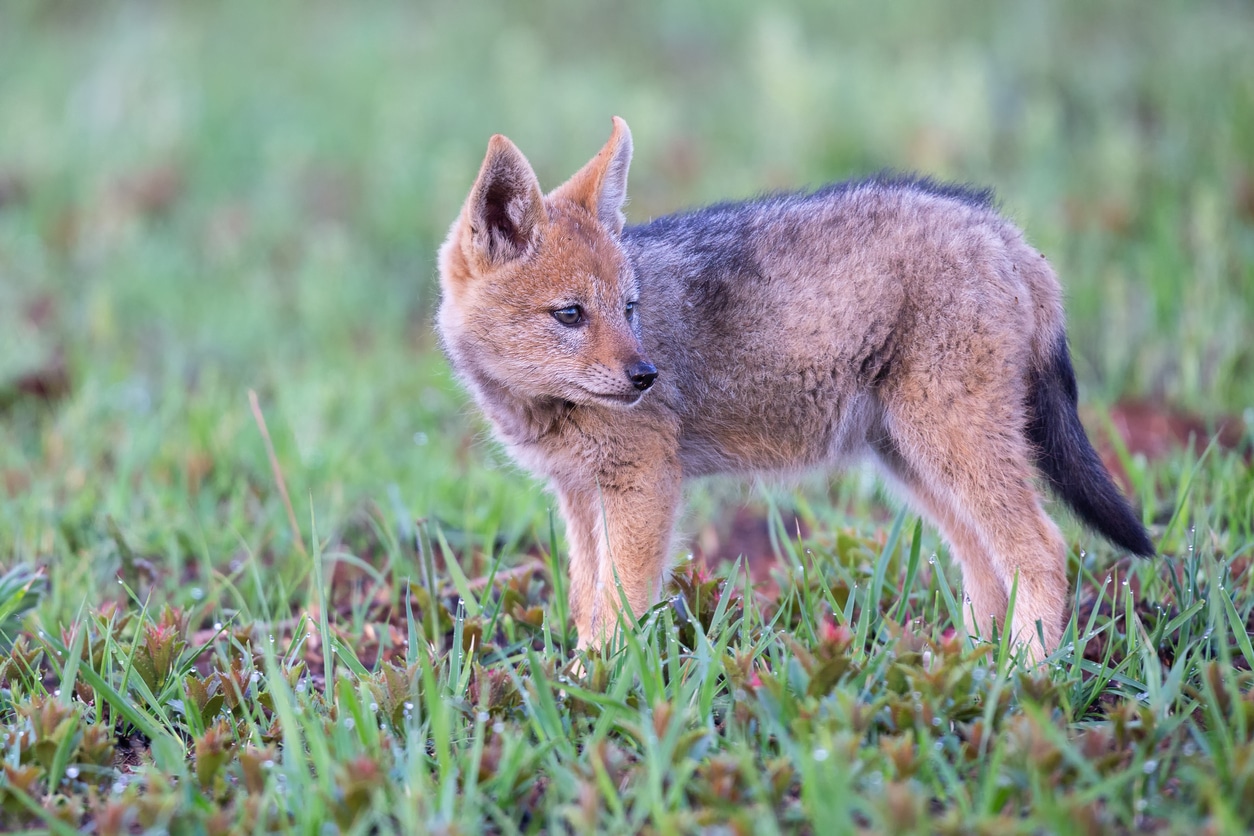 renardeau bébé renard