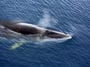 rorqual commun