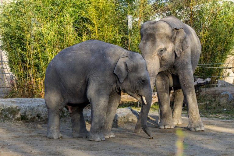 éléphants